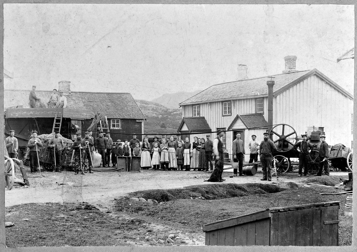 Korntresking med damplokomobil i Oksvoll ca. 1911, Bjugn