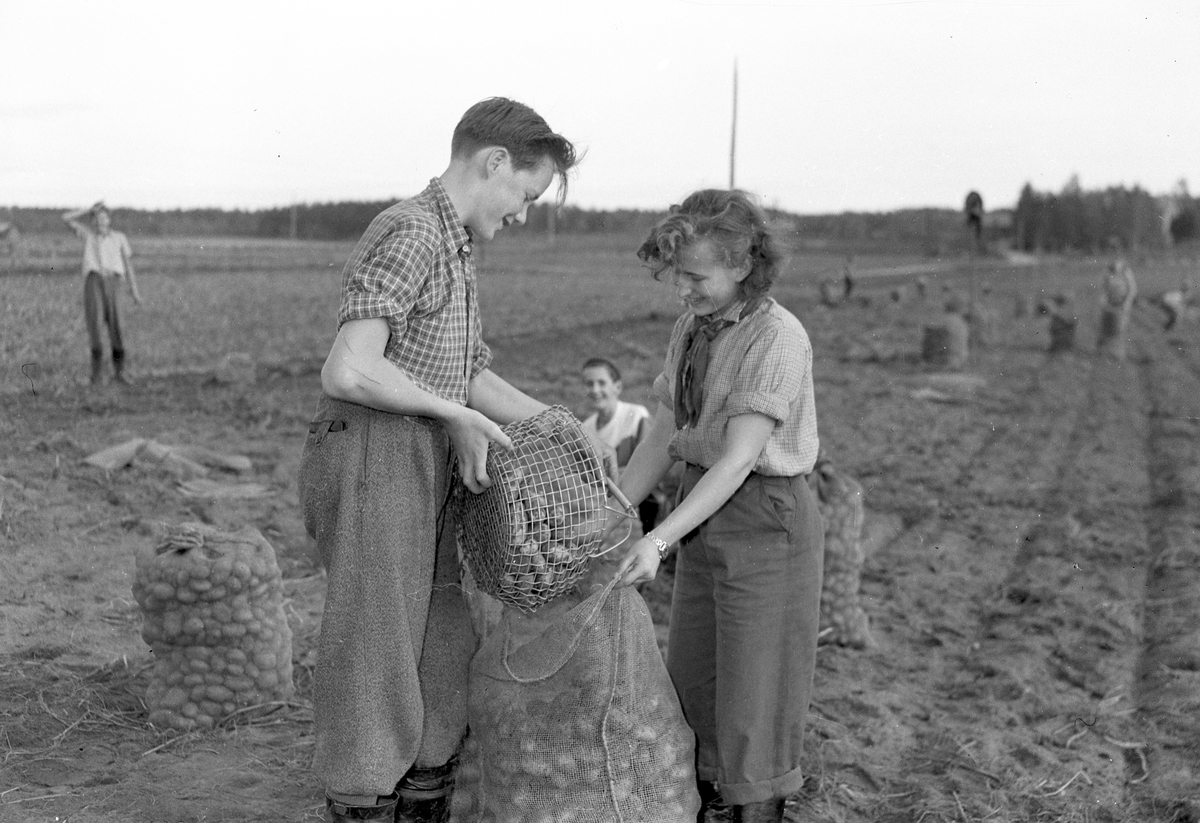 Potatisplockning i Mackmyra, Valbo m.fl. orter. Från folkskolorna. Den 28 september 1949 - augusti 1950