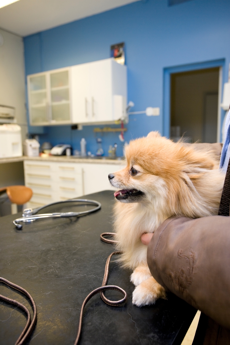 Hund hos veterinær. Hundeeieren holder hunden av rasen pomeranian på undersøkelsesbordet