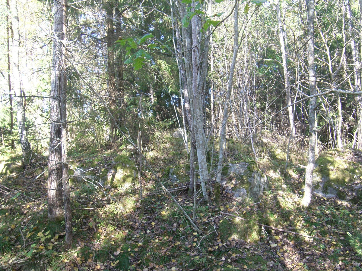 Arkeologisk utredning, träd vid stensättningen RAÄ 207:1, Rimbo-Tomta, Rimbo socken, Uppland 2015
