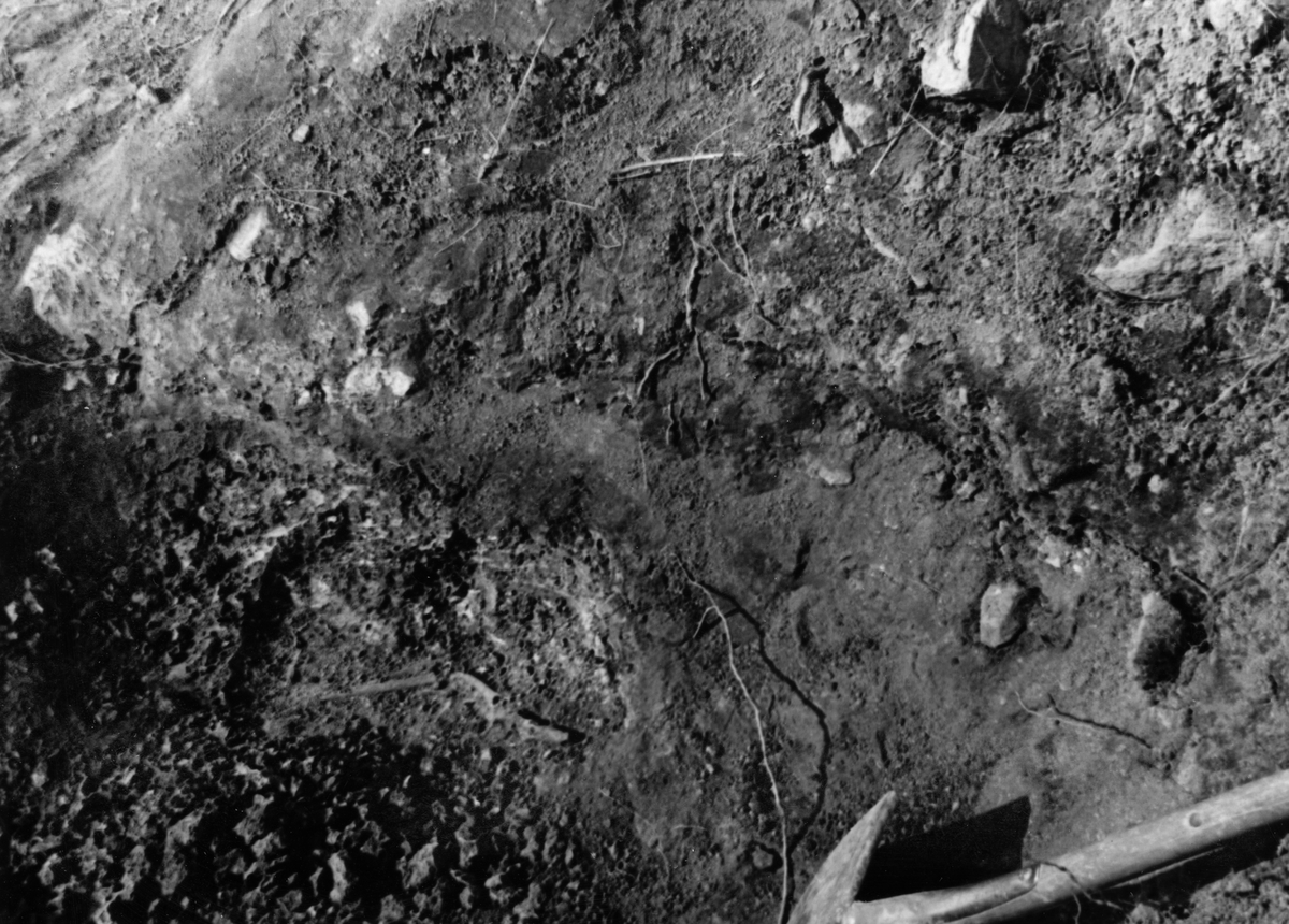 Järnåldersgravfynd år 1944. "Tomtvreten"
Hundskelett