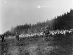 Almetjedåehkie jih bovtse/ gruppe og rein