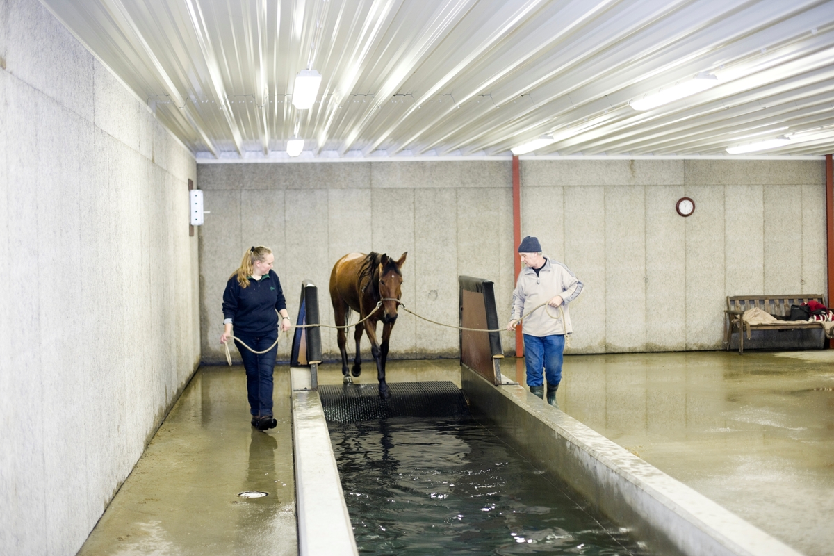 Svømme- og rehabiliteringssenter for hest. En hest er på vei ned i svømmebassenget.