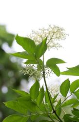 Urter i urtehagen til Norsk Farmasihistorisk Museum