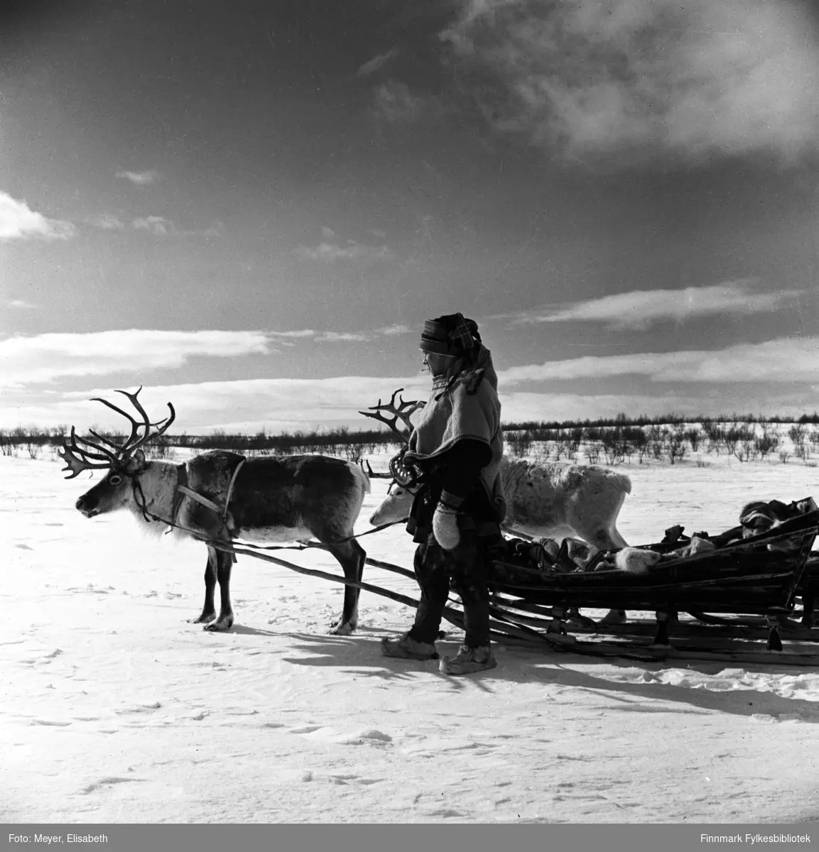 Johan Klemetsen Hætta fotografert sammen med to av kjørereinene. Fotografert av Elisabeth Meyer på reise mellom Statens Fjellstuer, sannsynligvis etter 2.verdenskrig.