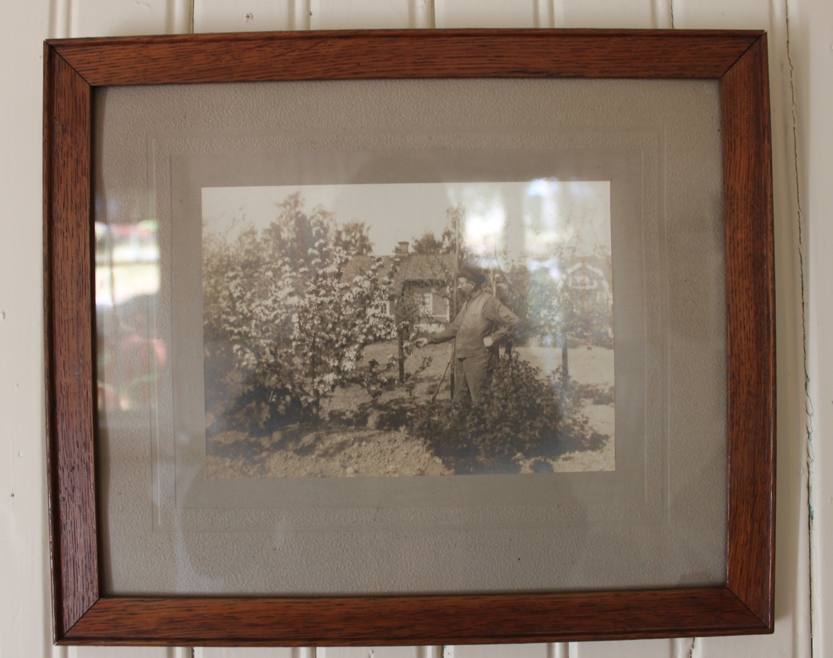 Tavla med fotografi. Bilden visar en man i trädgård. I bakgrunden finns två röda bostäder med vita knutar. 
1900-talets första hälft.
