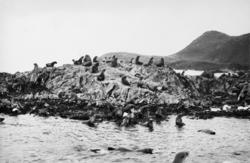 Foto fra Grytviken i Sør-Georgia, og fra en norsk hvalstasjo