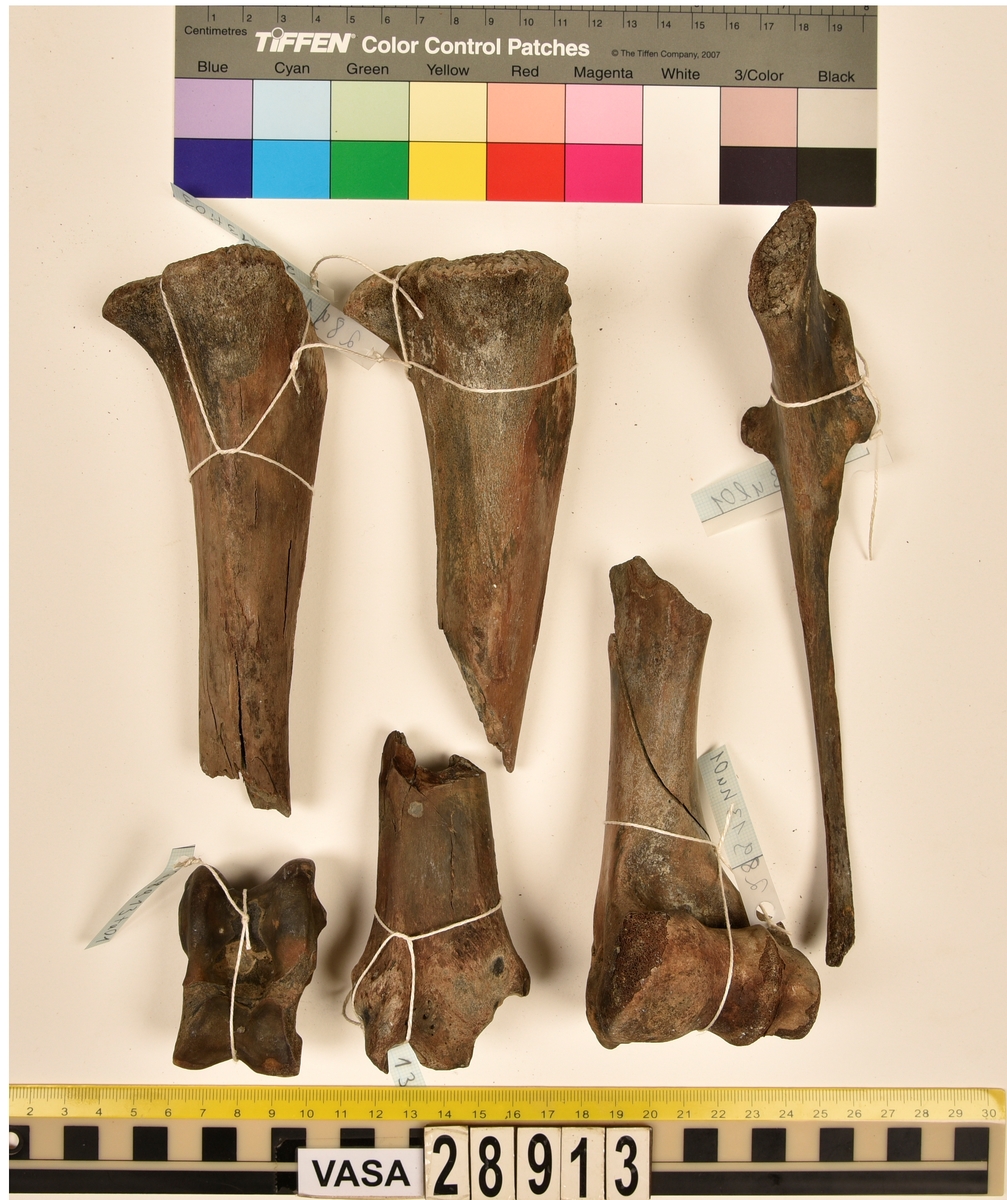 Ben från nötkreatur (Bos taurus).
1 st. del av första halskotan (atlas).
1 st. bröstkota (vertebrae thoracale).
3 st. fragment av bröstkota (vertebrae thoracale).
1 st. ländkota (vertebrae lumbale).
12 st. revben (costae).
1 st. överarmsben (humerus).
1 st. armbågsben (ulna).
3 st. skenben (tibia).
1 st. del av bäckenben (pelvis).
2 st. skulderblad (scapula).
1 st. språngben (astragalus).
1 st. del av nackkondyl (kranium/occipitale).