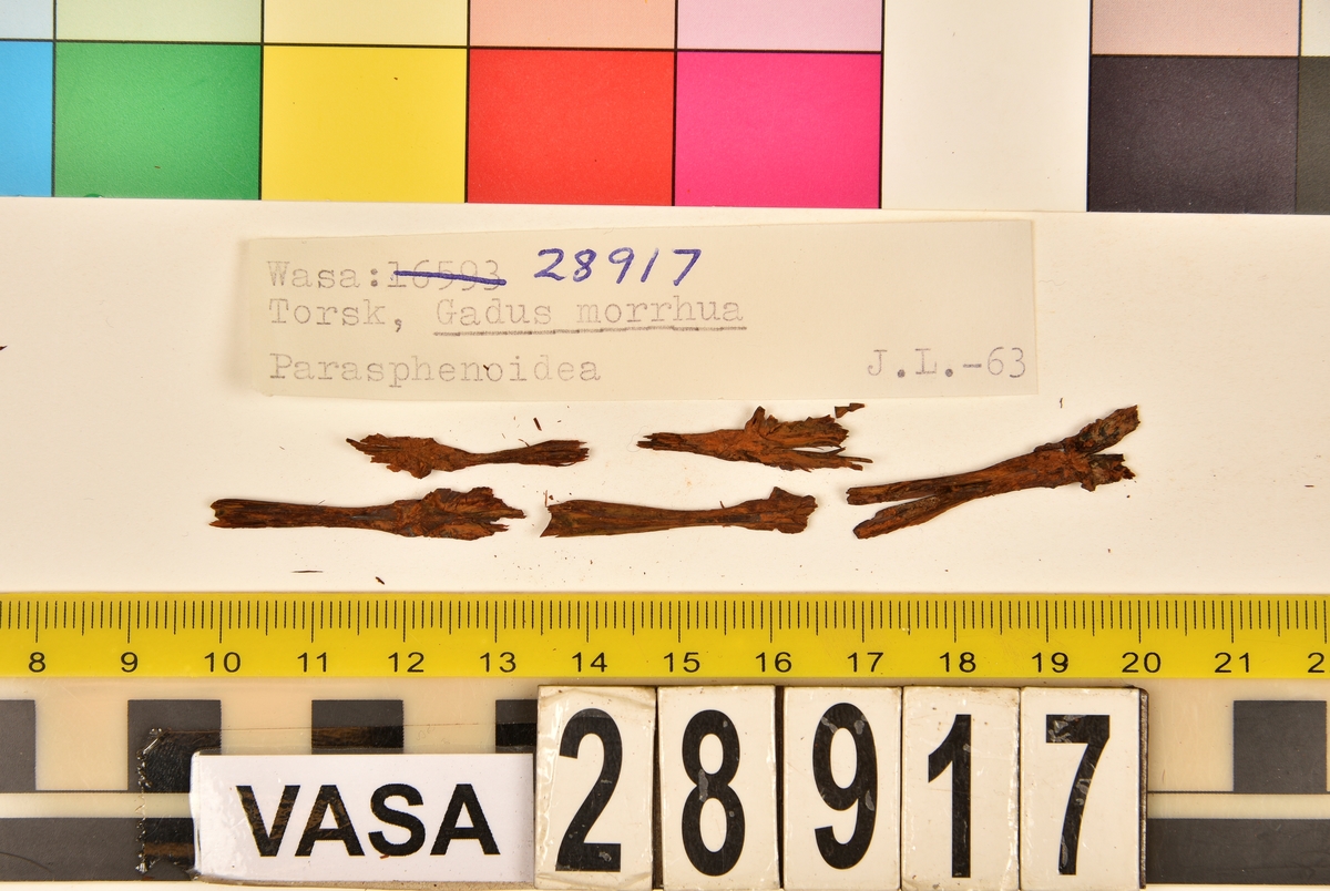 Ben från torsk (Gadus morrhua).
102 st. ben (78 från huvuden, 24 från ryggraden):
24 st. kotor (17 st. vertebrae praecaudales, 7 st. vertebrae caudales),
13 st. (7+6) articularia,
12 st. (7+5) dentalia,
7 st. frontalia,
7 st. (5+2) praeopercularia,
7 st. (4+3) keratohyalia,
7 st. cleithra,
5 st. parasphenoidea,
5 st. (3+2) maxillaria,
3 st. hyomandibularia,
2 st. ectethmoidalia,
2 st. basioccipitalia,
2 st. praemaxillaria,
2 st. supracleithralia ventralia,
1 st. suprapoccipitale,
1 st. palatinum,
1 st. symplecticum,
1 st. epihyale.
