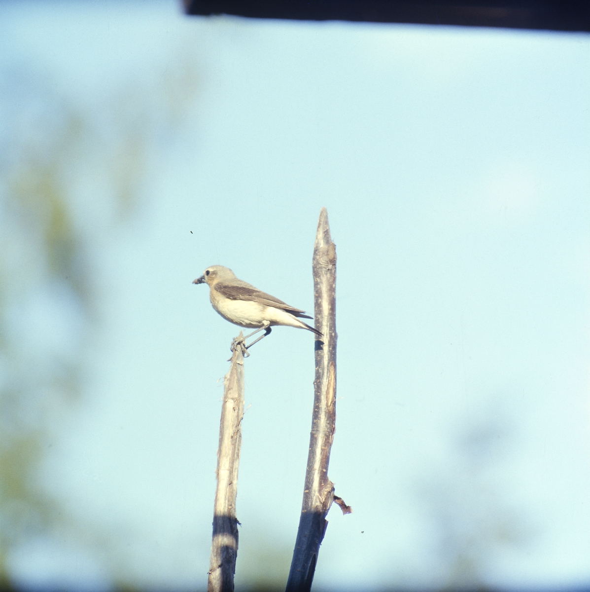 En fågel sitter i toppen av en gärdesgårdsstör.