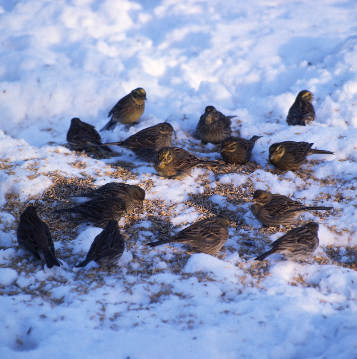 En flock fåglar sitter på snön och äter fågelfrön.