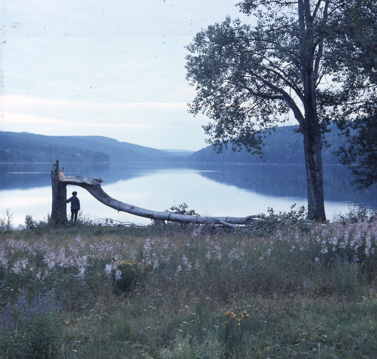 Adéle Mickelsson står vid en av de omkullvälta asparna vid Ängratörn. Sjön ligger spegelblank. I förgrunden utblommade rallarrosor.
