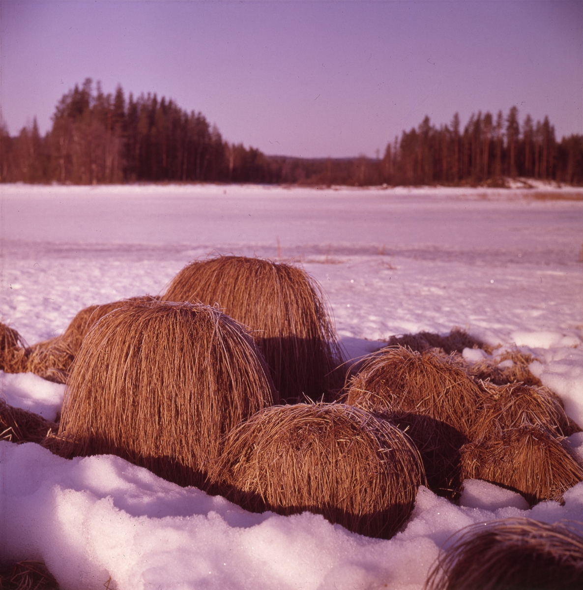 "Långhåriga" grästuvor sticker upp ur snön.