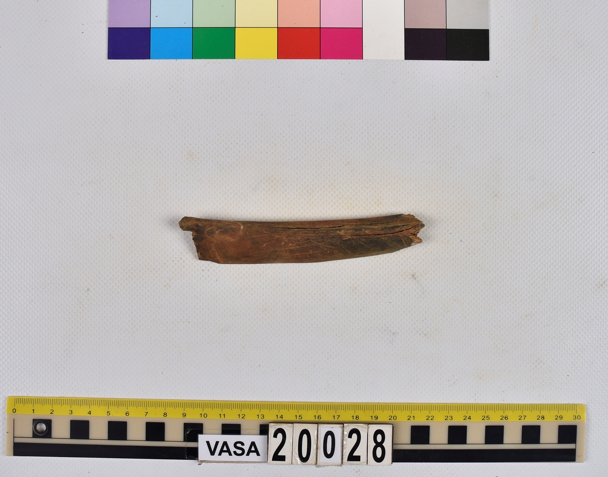 Ben från nötkreatur (Bos taurus).
1 st. fragment av revben (costae).