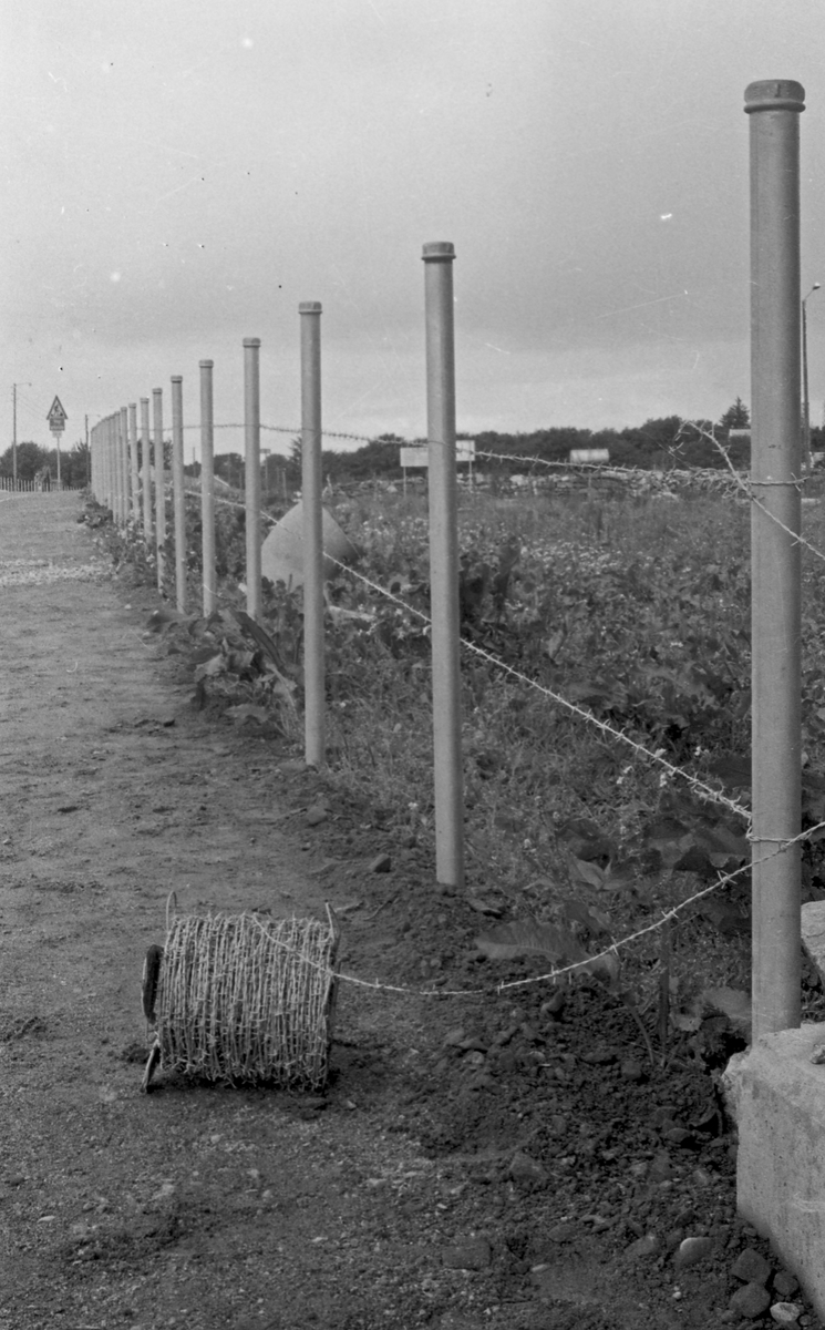 Fem barn på vei hjem fra skolen langs Spanneveien sør for Rossabø skole. Her holder bonden på med å sette opp nytt pigtrådgjerde.