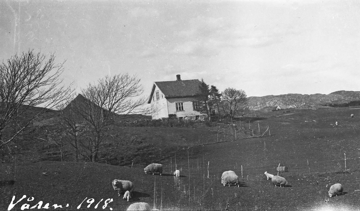 Jordbruk. Våningshus med uthus til venstre. Sauedrift på eiendommen. Fjelllandskap i bakgrunnen. Hverdagsbilde.
