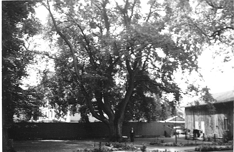 Enligt texten på bild B145050:137, blev denna ek, av allmänheten kallad Karlgrens Ek, pga att han lät utverka att eken blev 
fridlyst. Detta räddade inte eken utan den torkade sakta ut, troligen pga den bebyggelse som skedde i närheten av trädet.

Arkitekt E. G. Karlgren.