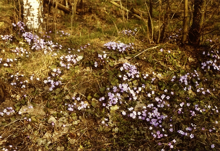 Blåsippor i Heljesgårdens trädgård.
1970-1980-talet.