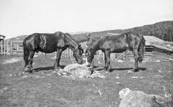 Hester, gjerde, grind.