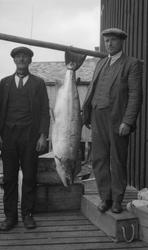 To karer avbildet med en storlaks i sjøgata.
Martin Tollefs