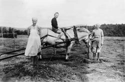 Slåttonn, hest m/sleprive, personer.