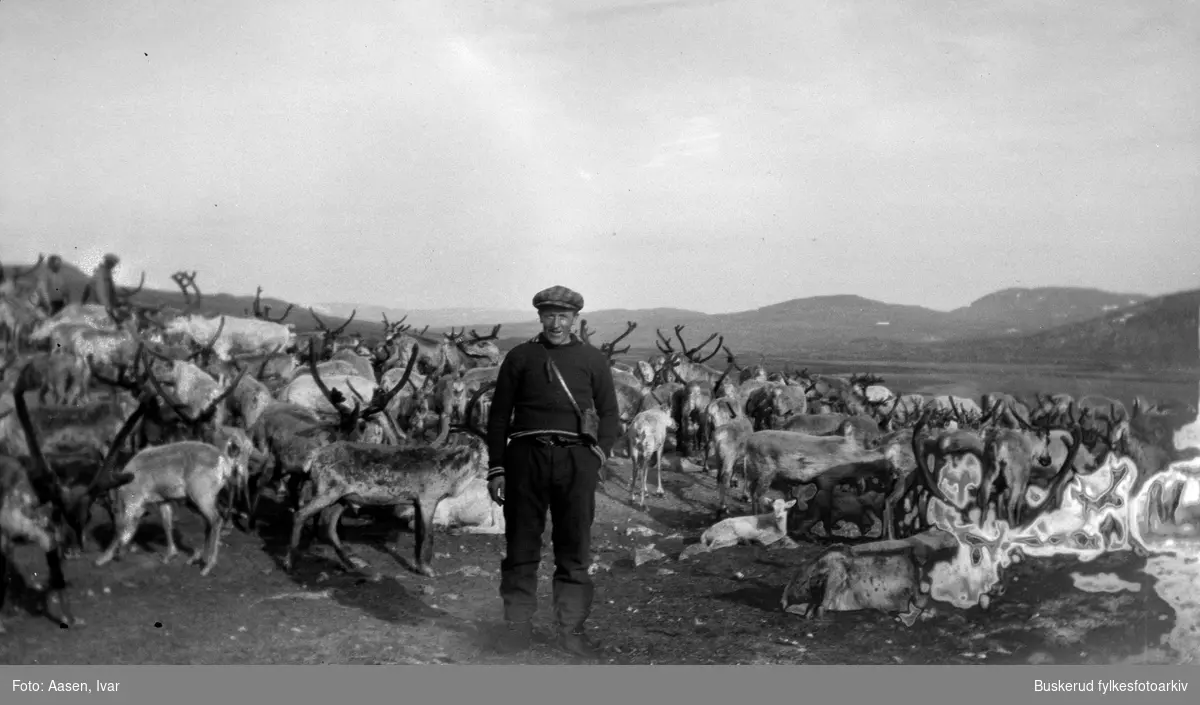 Tamrein på Hardangervidda
Sigur Brekke med sine reinsdyr