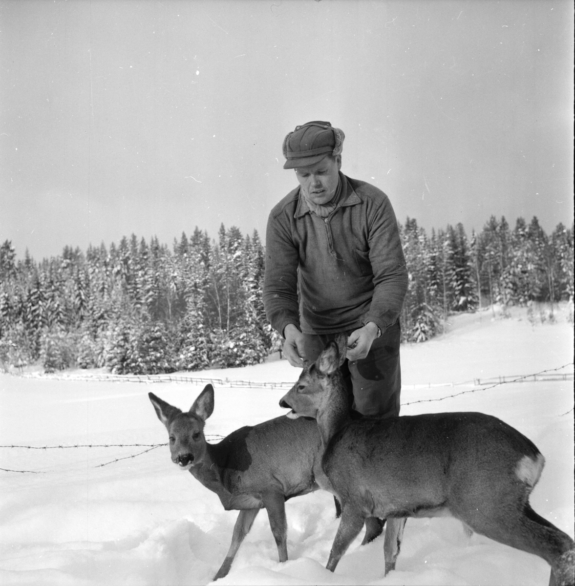 Söräng,
Kilen,
Tama rådjur hos Prins Olle,
Februari 1956