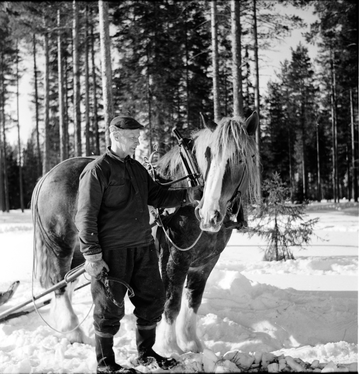 Arbrå,
Hästen behövs i skogen,
Bosjön,
Mars 1969