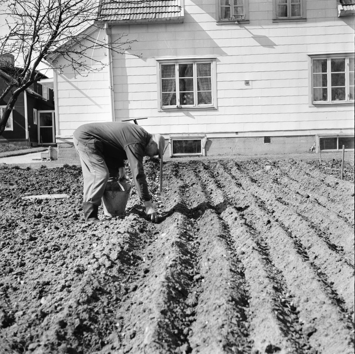 Carl Söderblom Granberg sätter potatis.
5/5-1967