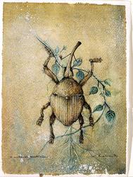 Brasiliansk snutebille [Tegning]