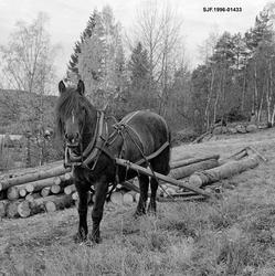 Dølahest som ble brukt under tømmerkjøring i en prestgårdsko
