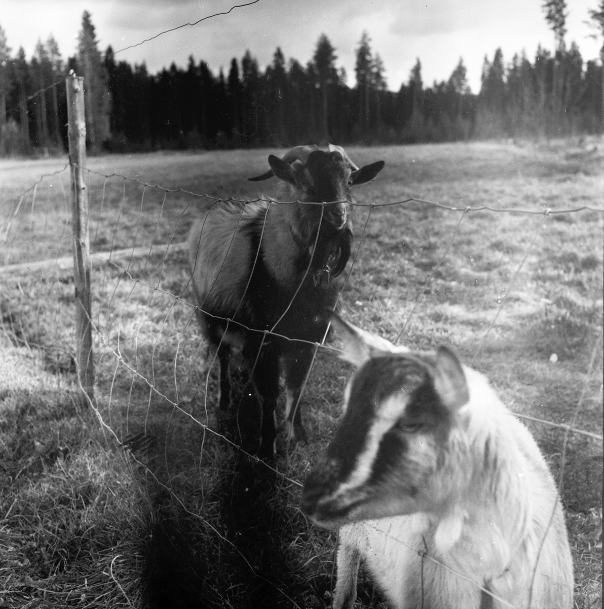 Elin och Holger småbrukare
Björnbacken
Oktober 1972