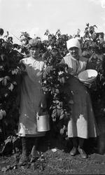 To uidentifiserte kvinner som plukker bringebær.