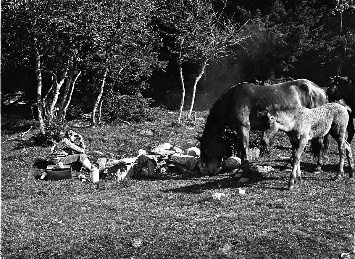 Bærtur og kafferast med hestebesøk. Personen er Karine Røisli, og stedet trolig Totenåsen. To bilder.