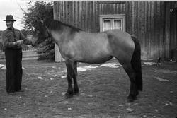 Hans Gårderhagen med hest på bruket Gårderhagen i Lensbygda,