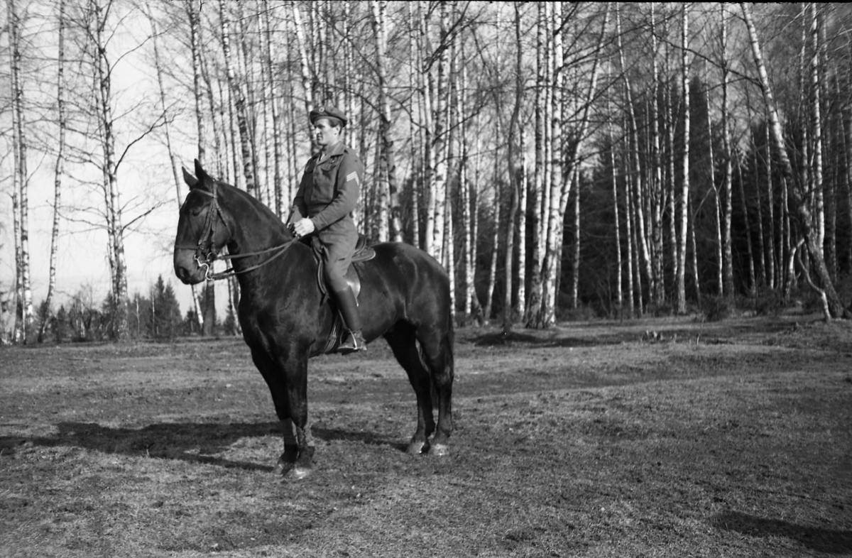 Uidentifisert rytter. Hærens Hesteskole, Starum, mars/april 1949.