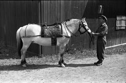 Demonstrasjon av britisk kløvsal ved Hærens Hesteskole på St