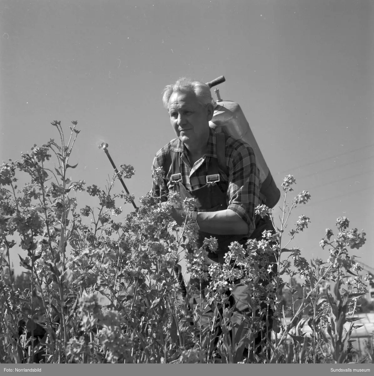 Trädgårdsarbetare bekämpar ohyra på växter 1959.