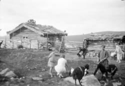 Seter i Sør-Fron med buskap og budeier.