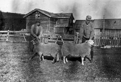 To karer - to værer. Ole og Per Krogseng, Auma.