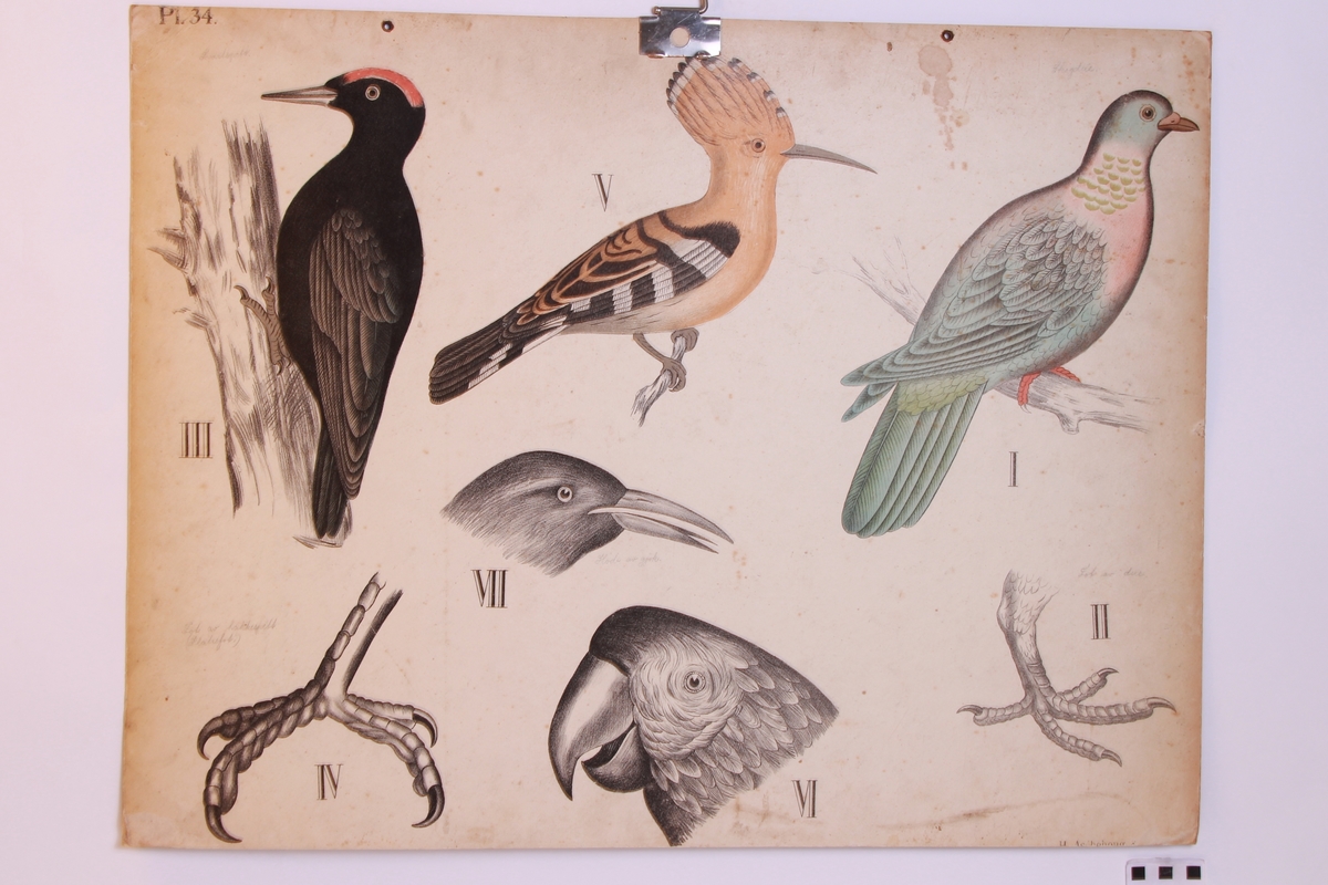 Detaljer av forskjellige fuglearter.