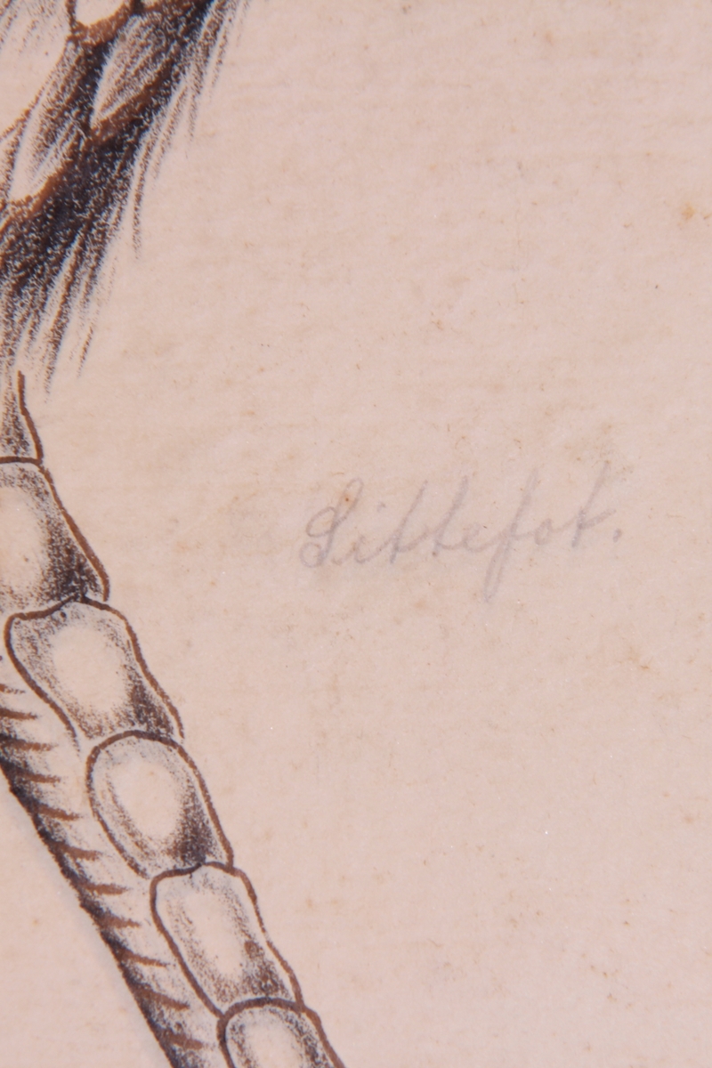 Store og små detaljer av forskjellige fuglearter.