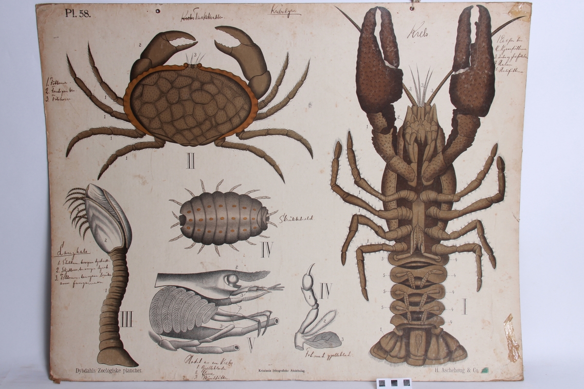 Detaljer av hummer og krabbe.