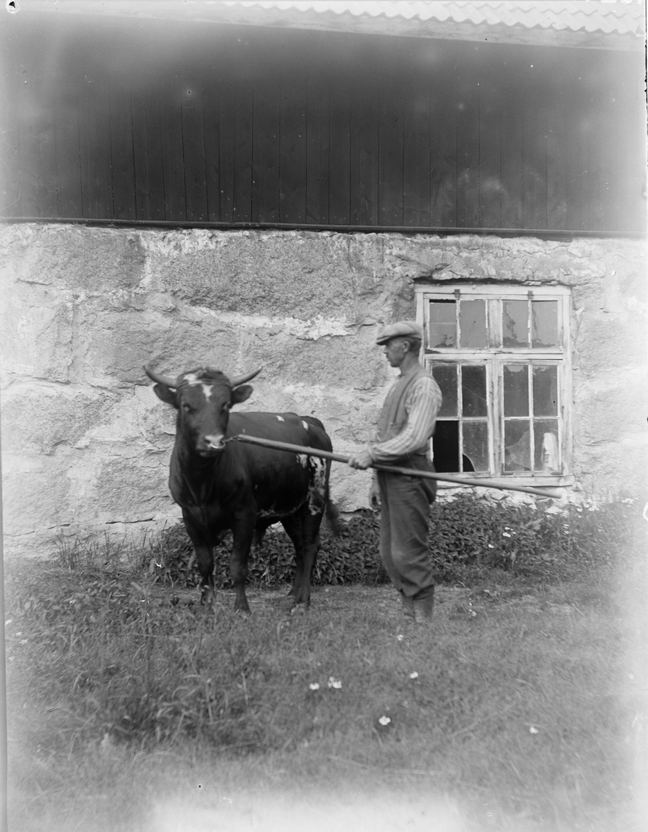 Sannolikt Larson med tjuren, Göksbo, Altuna socken, Uppland 1924