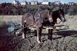 2 hester med slåmaskin på Stavne