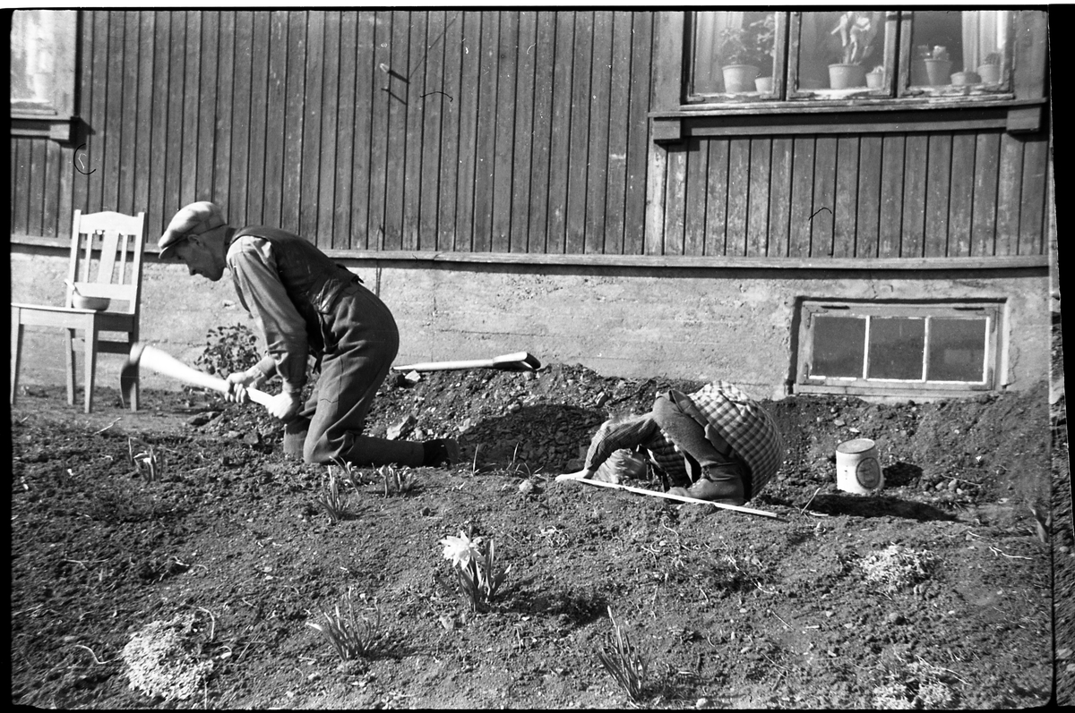 Sigurd Røisli graver grøft langs grunnmuren hjemme på Odberg på Kraby i Østre Toten. Dattera Sigrun hjelper til.