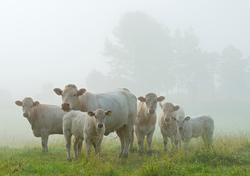 Storfe på beite. Kulturlandskap. Tåke. Kjøttfeproduksjon. Pr