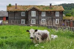 Fra "Fløttdagen" på Dølmotunet 2016, Tolga, Hedmark. Musea i