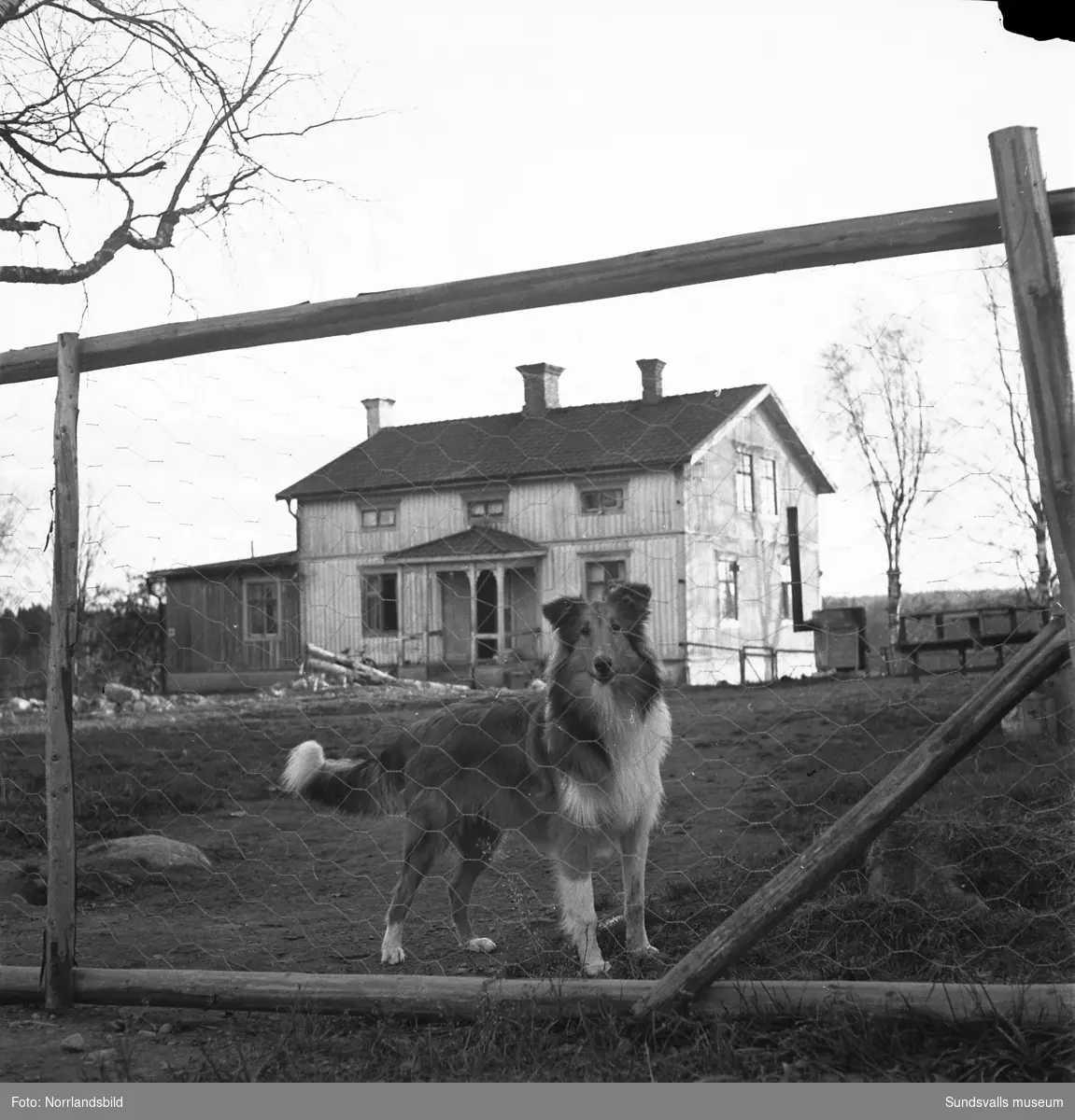 Svedsgårdens kennel i Svarvarböle, Söråker, med raserna collie och afghan. Mannen på bilderna är lantbrukare Per Sved.