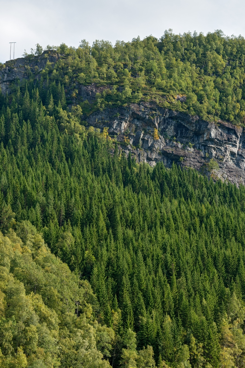 Ensaldret, plantet granskog i et skar på nordvestsida av Kleivahammaren i Norddal kommune på Sunnmøre.  Bildet viser hvordan de grønne bartrærne skiller seg fra den sjølgrodde bjørkeskogen i området.  Lokaliteten ligger cirka 250 meter over havet.